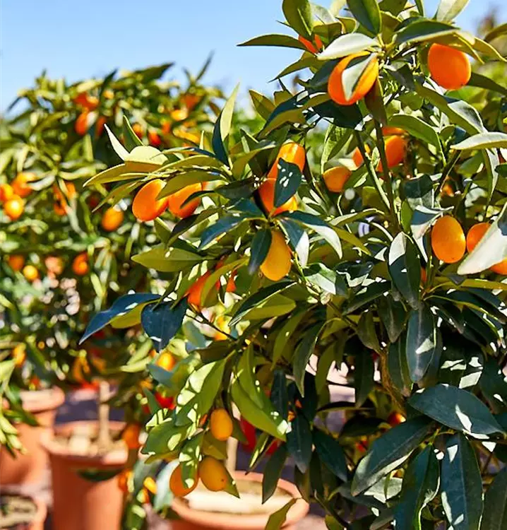 Zitronen, Orangen, Kumquat