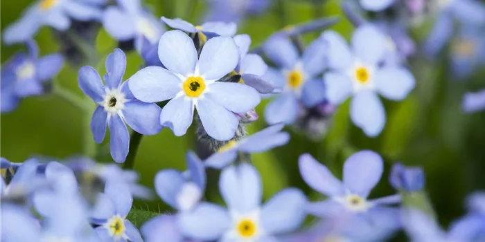 Das Vergissmeinnicht als Frühlingsbote