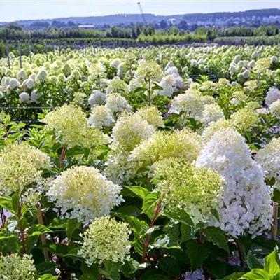 DSC06024.jpg _O1A6049.jpg