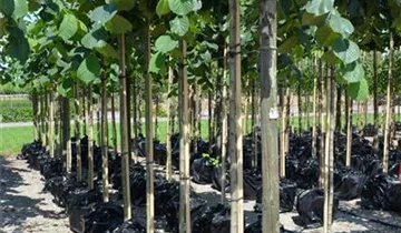 Zum Vergrößern klicken Bildvorschau