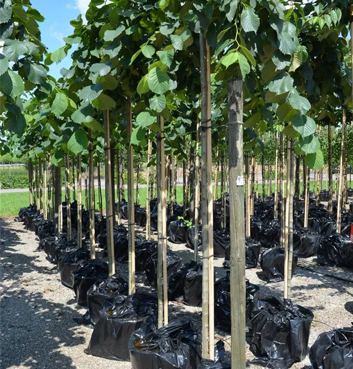 Ulmus glabra 'Camperdownii' Ulmus glabra 'Camperdownii'