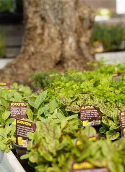 LaBio Kräuter LaBio Kräuter