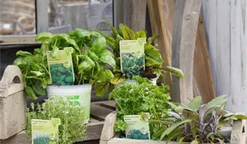 Zum Vergrößern klicken Bildvorschau