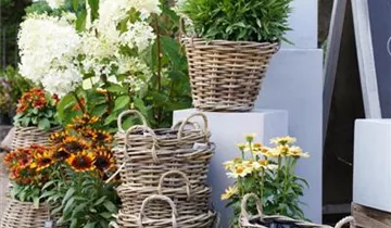 Zum Vergrößern klicken Bildvorschau