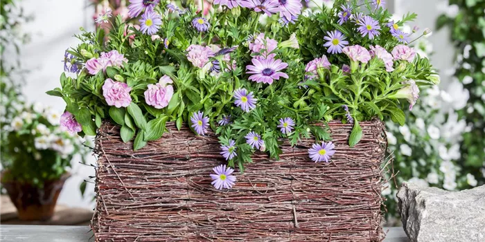 Blumenzwiebeln bringen Farbe in die Balkonkästen