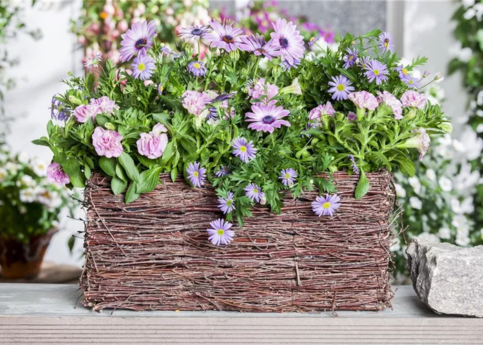 Blumenzwiebeln bringen Farbe in die Balkonkästen