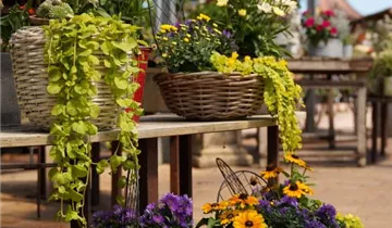 Zum Vergrößern klicken Bildvorschau