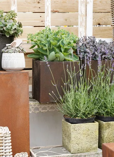 Lavendel & Sedum Lavendel & Sedum