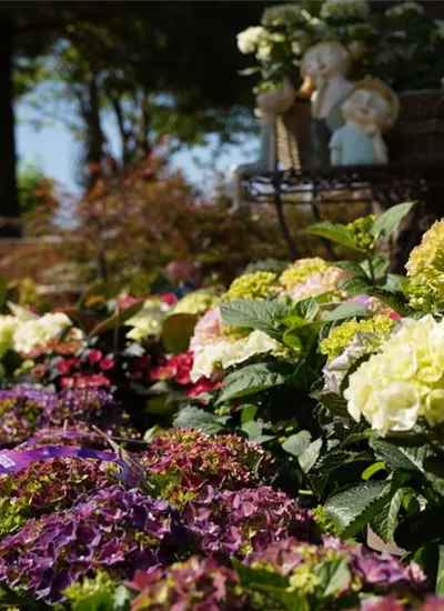 Ball- & Tellerhortensien Ball- & Tellerhortensien