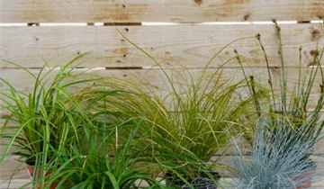 Zum Vergrößern klicken Bildvorschau