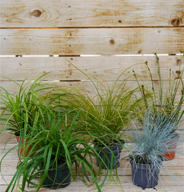 Carex, Luzula uvm. Carex, Luzula uvm.