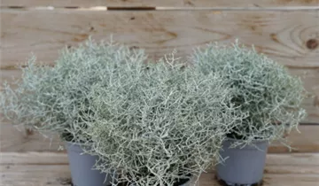 Zum Vergrößern klicken Bildvorschau