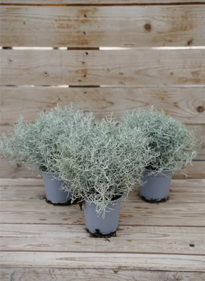 Stacheldraht Stacheldraht