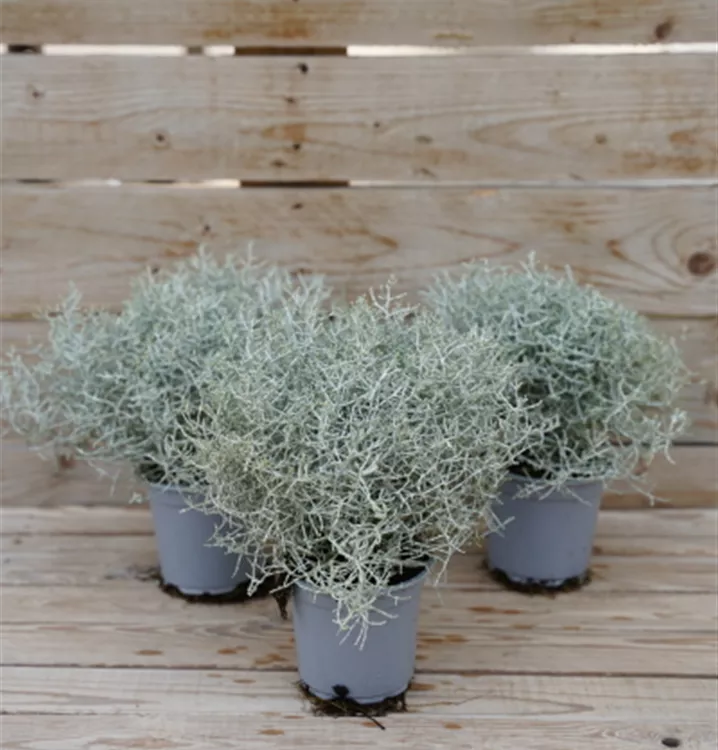 Stacheldraht Stacheldraht