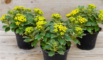 Zum Vergrößern klicken Bildvorschau