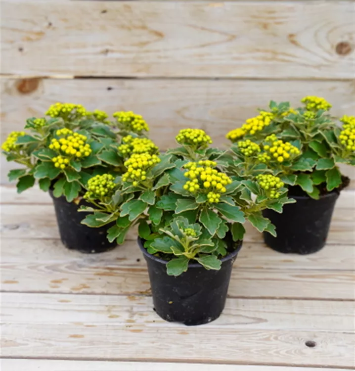 Ajania pacifica Ajania pacifica