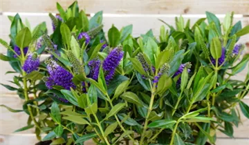 Zum Vergrößern klicken Bildvorschau