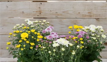 Zum Vergrößern klicken Bildvorschau