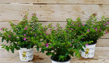 Zum Vergrößern klicken Bildvorschau