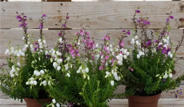 Zum Vergrößern klicken Bildvorschau