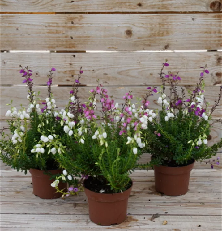 Daboecia cantabrica Daboecia cantabrica