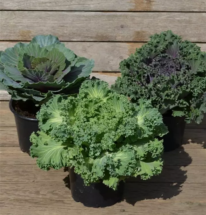 Brassica