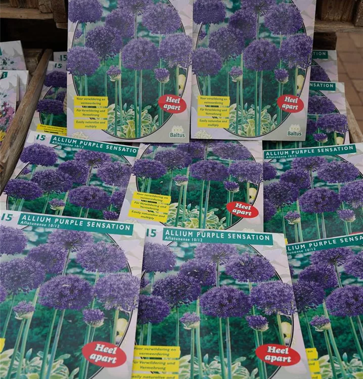 Allium lila Allium lila