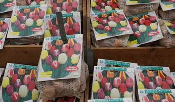 Zum Vergrößern klicken Bildvorschau