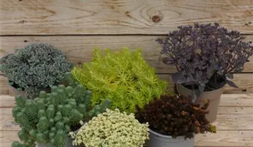 Zum Vergrößern klicken Bildvorschau