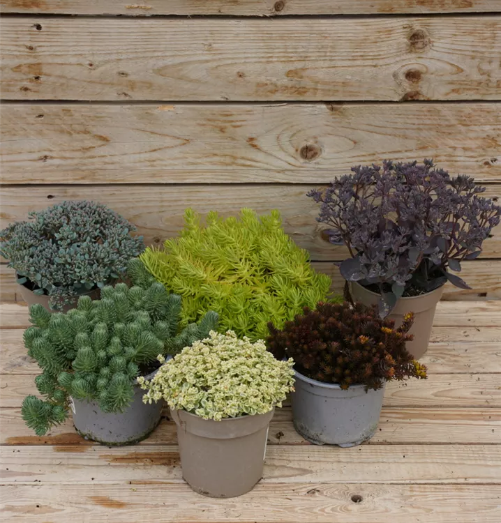 Sedum Sedum