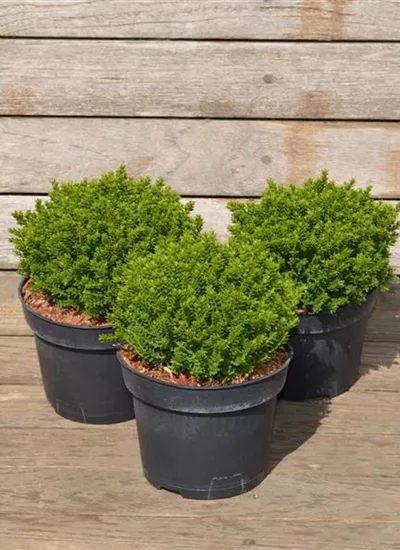 Hebe Green Globe Hebe Green Globe