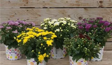 Zum Vergrößern klicken Bildvorschau