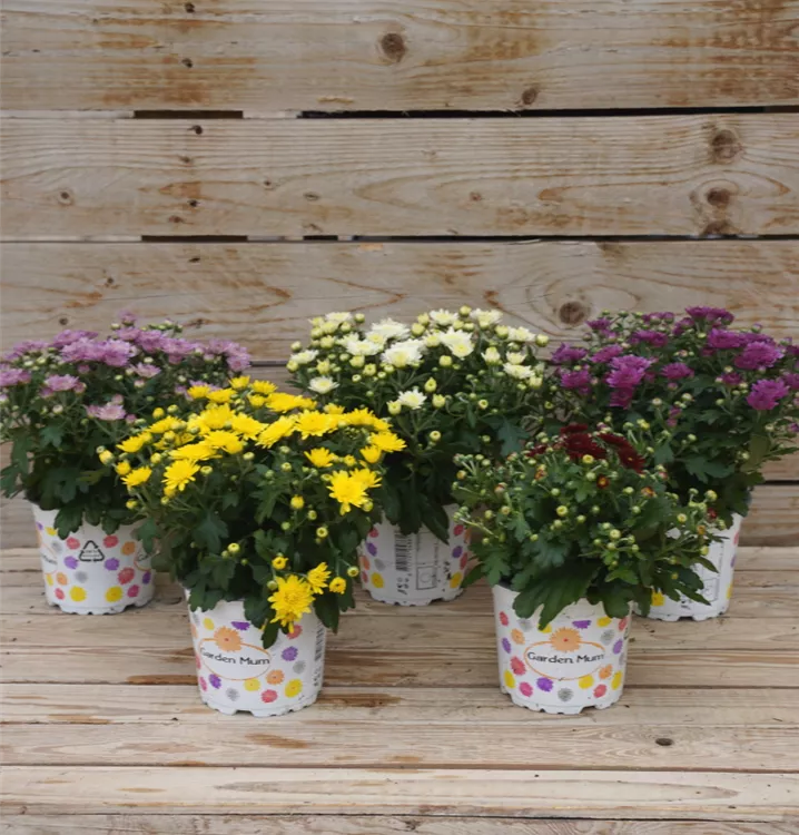 Chrysantheme Chrysantheme