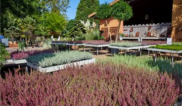 Zum Vergrößern klicken Bildvorschau