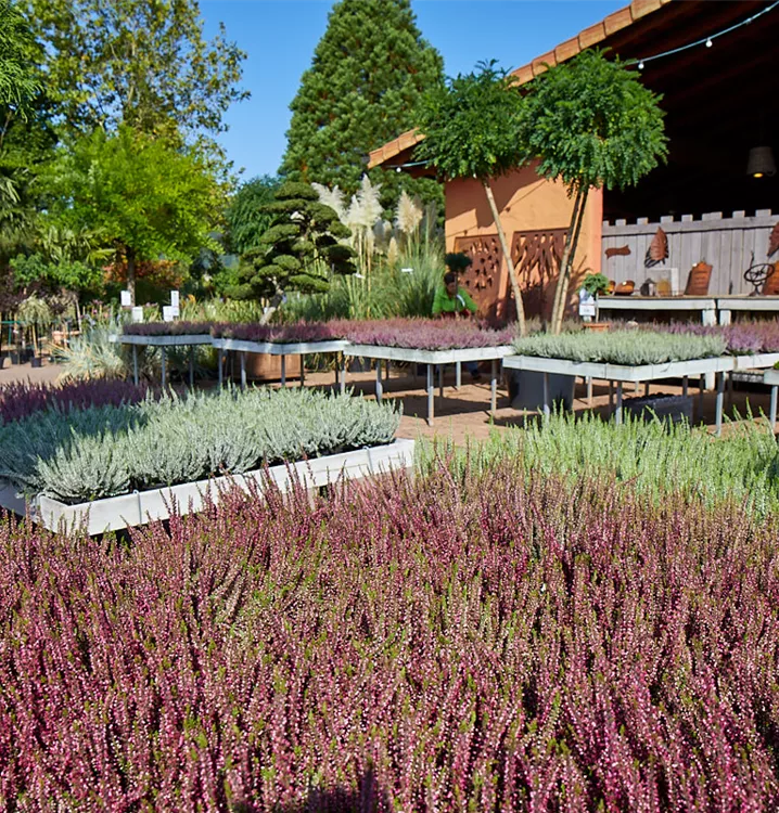 Calluna vulgaris Calluna vulgaris