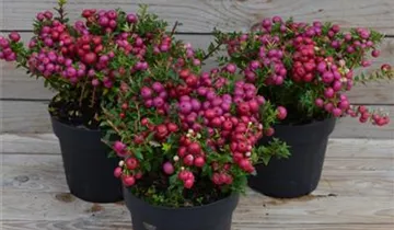 Zum Vergrößern klicken Bildvorschau