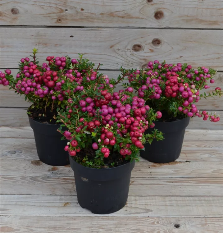 Pernettya mucronata Pernettya mucronata