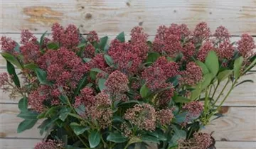 Zum Vergrößern klicken Bildvorschau