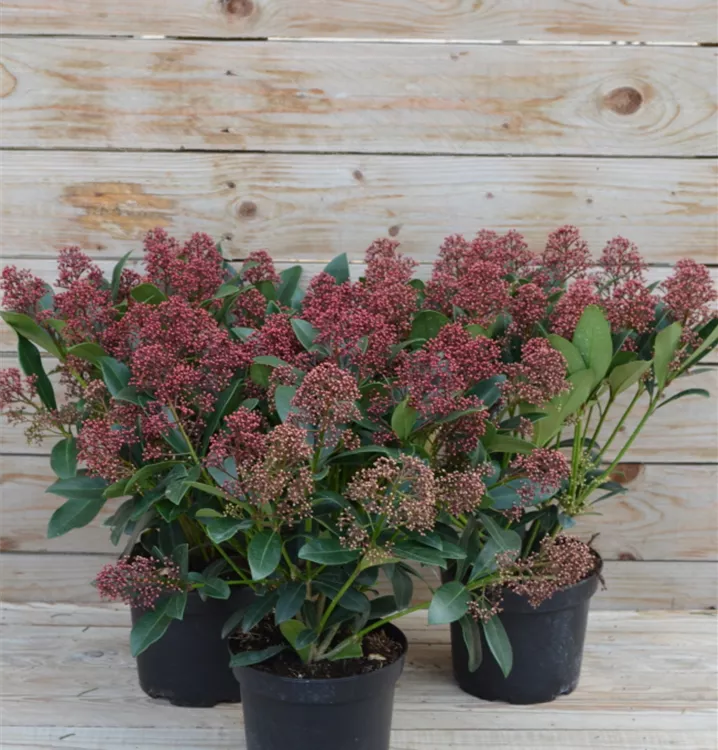 Skimmia japonica 'Rubella' Skimmia japonica 'Rubella'