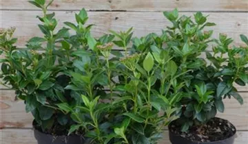 Zum Vergrößern klicken Bildvorschau