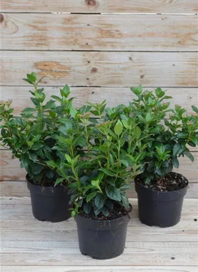 Mittelmeer-Schneeball Mittelmeer-Schneeball