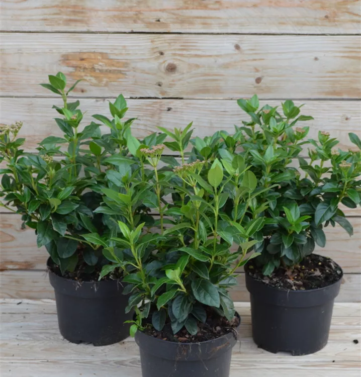 Viburnum tinus Viburnum tinus