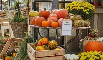 Zum Vergrößern klicken Bildvorschau