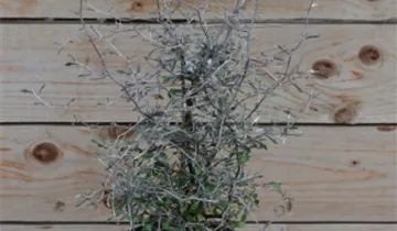 Zum Vergrößern klicken Bildvorschau