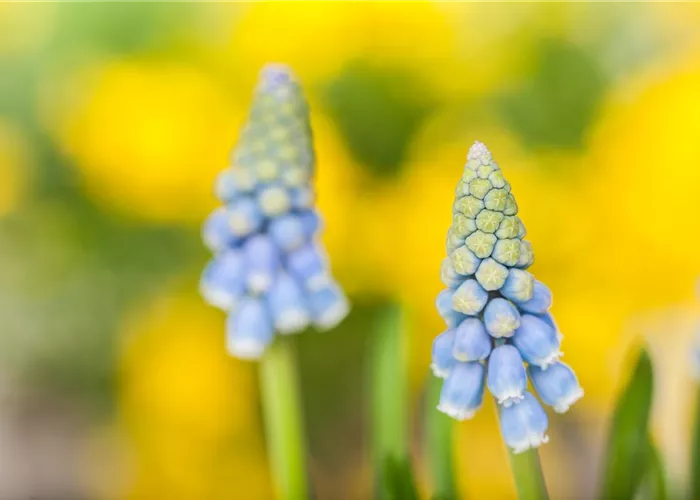 Kokedama mit Frühlingspflanzen