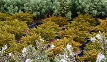 Zum Vergrößern klicken Bildvorschau