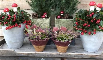 Zum Vergrößern klicken Bildvorschau