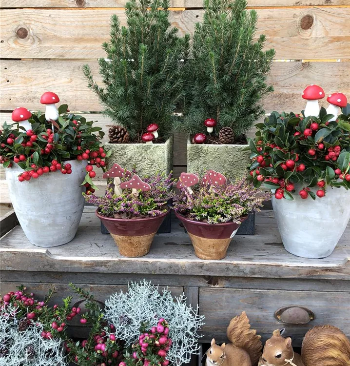 tolle Pflanzen und Dekorationsartikel für Ihre Herbstbepflanzung tolle Pflanzen und Dekorationsartikel für Ihre Herbstbepflanzung