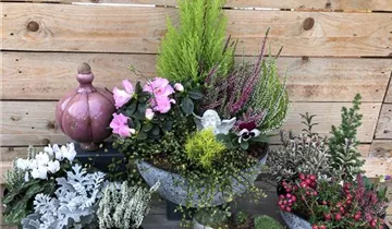 Zum Vergrößern klicken Bildvorschau