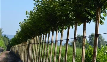 Zum Vergrößern klicken Bildvorschau